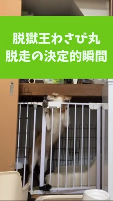ケージ上部から頭をひねり出そうとする柴犬