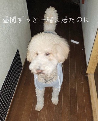 玄関で帰りを待ち続けていた