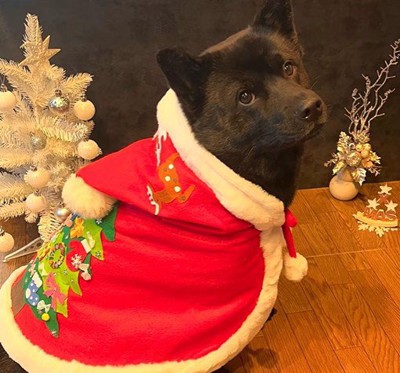 母作の衣装を着る信玄くん4