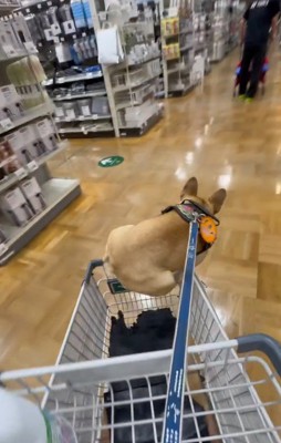 カゴによじ登っています！