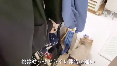 トイレ報告をする桃ちゃん