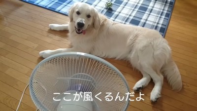 扇風機の前を独り占めするギンちゃん5