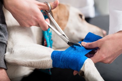 骨折を処置してもらう犬