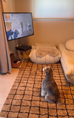 お座りしてテレビを見る犬