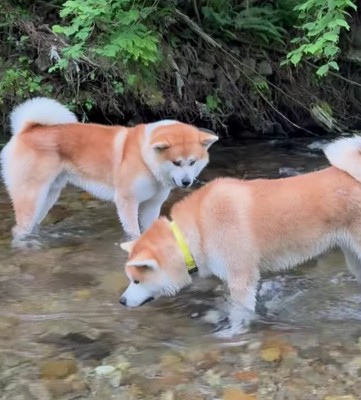 川に入っている2匹の秋田犬
