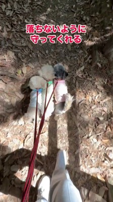 リードを絡ませながら歩く3頭の犬