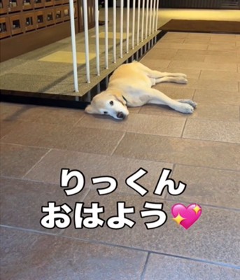 寝ている犬3