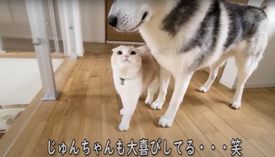 犬を下から見上げる猫