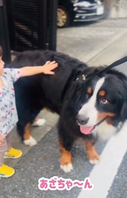 男の子に撫でられるあざちゃん