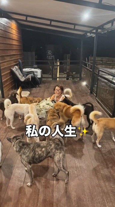 座っている飼い主を取り囲むたくさんの犬