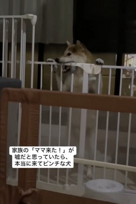 柵をガージガジ