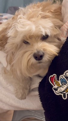 飼い主さんの膝の上でうつむく犬