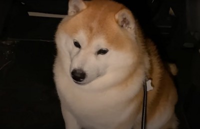 困った表情の柴犬