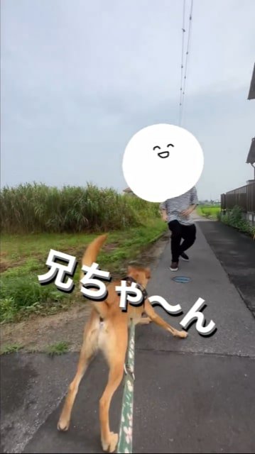 お兄ちゃんに駆け寄る犬