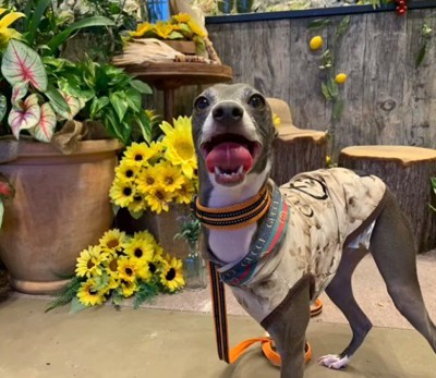 引き取ることを決意