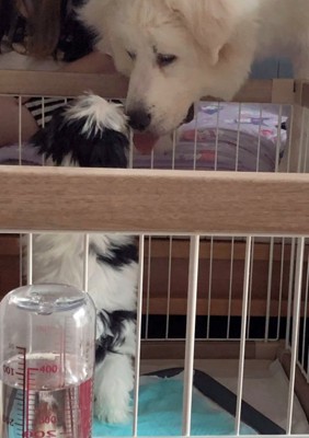 見つめ合う大型犬と子犬