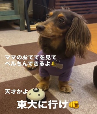 横を向く犬2