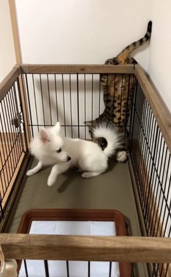 驚くガブちゃん