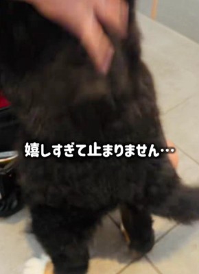 尻尾フリフリ止まらない