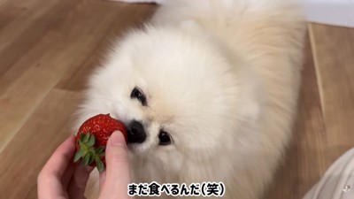 イチゴに夢中…♪