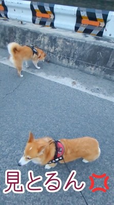 カニに興味津々のスティーブさん5