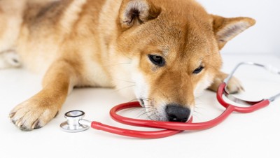 聴診器と体調が悪そうな様子で伏せる犬