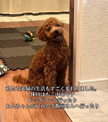 休日はドッグランやドッグカフェへ