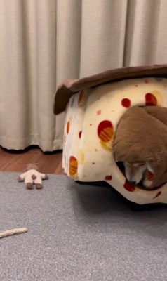 「おやつ」と聞いた文太くんの反応4