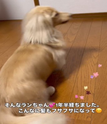 座る犬