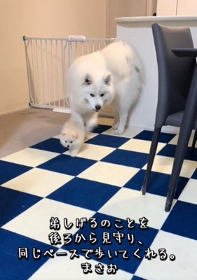 歩く犬4