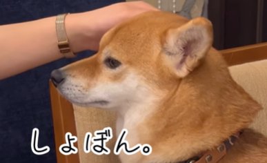 しょぼくれた柴犬