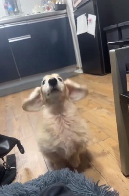 耳が揺れるれっくすくん