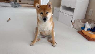 お座りをしてカメラを見つめる犬