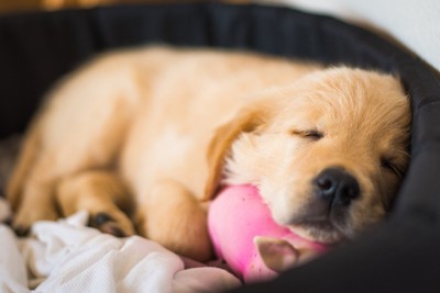 気持ちよさそうに眠る子犬