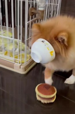 トラップに引っかかった！！