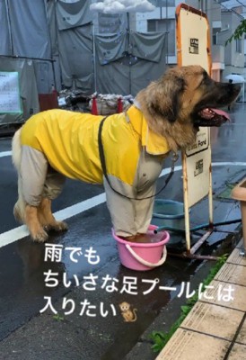 小さなバケツに手を入れて…