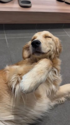 目を細めて飼い主にお腹を見せる犬