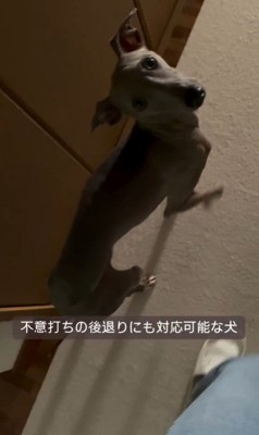 飼い主さんについて歩くプットくん9