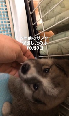 サスケくんの変化