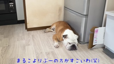 ノブちゃんはマイペース
