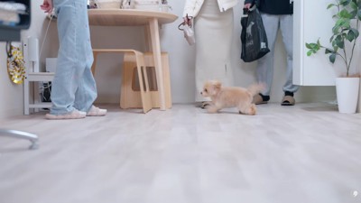 お迎えに大喜び!!