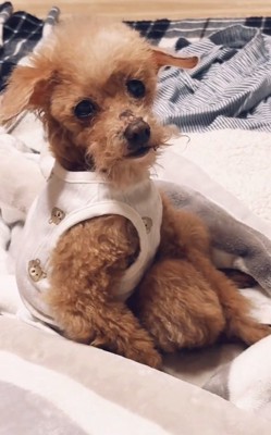 飼い主さんを見るちまちゃん%歳おめでとう♡