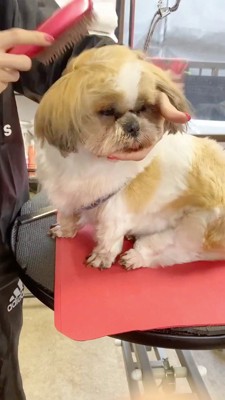 ブラッシングされて目を閉じる犬