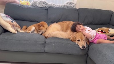 定期的に甘えに来る♡