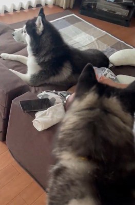 兄弟で見守り♪