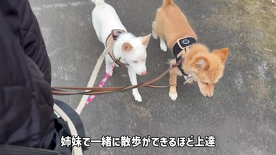 練習を重ねて散歩好きに♪