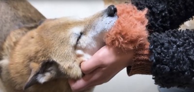 おもちゃをくわえながら目を瞑って撫でられている柴犬のアップ