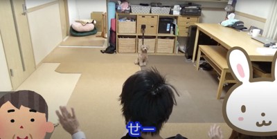 横に並んで座っている飼い主の前でお座りをしているトイプー