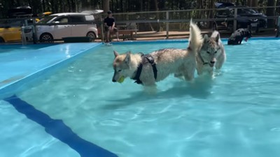プールに入るハスキーさんたち