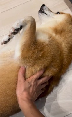 仰向けの柴犬と飼い主の手3